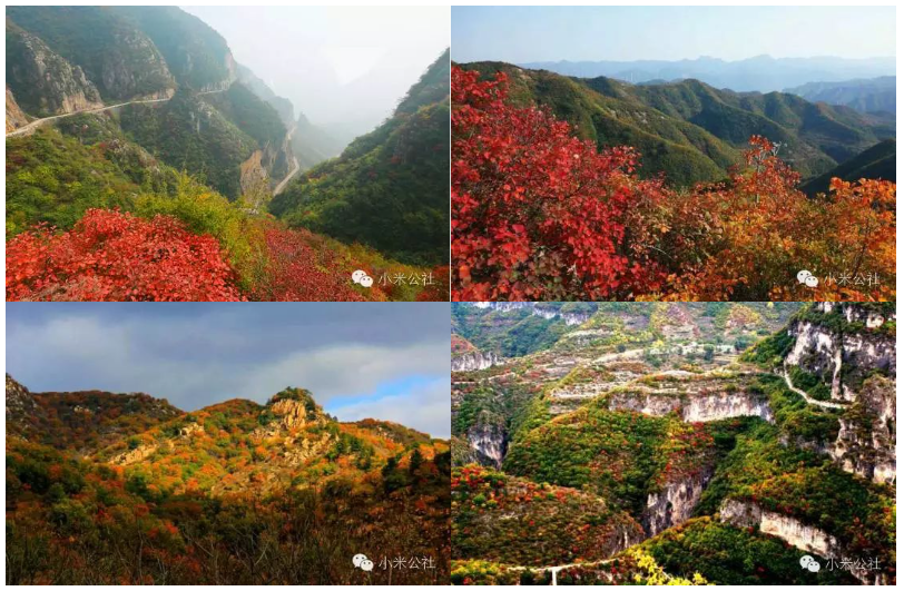 林州有機小米,禾泰小米,禾泰谷品,藏香豬養(yǎng)殖基地,河南洹茂綠色農(nóng)牧科技有限公司.png